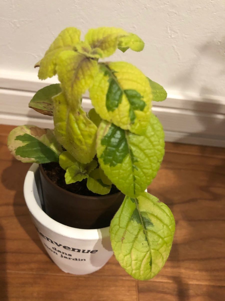 Paypayフリマ 観葉植物 斑入り スウェーデンアイビー 風水 邪気を払う 玄関 Paypayフリマ 観葉植物 斑入り スウェーデンアイビー 風水 邪気を払う 玄関