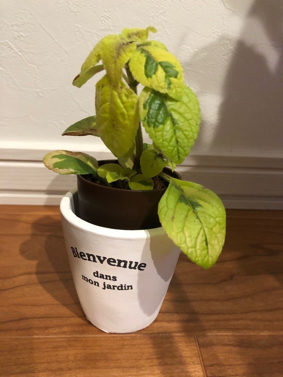 Paypayフリマ 観葉植物 斑入り スウェーデンアイビー 風水 邪気を払う 玄関 Paypayフリマ 観葉植物 斑入り スウェーデンアイビー 風水 邪気を払う 玄関
