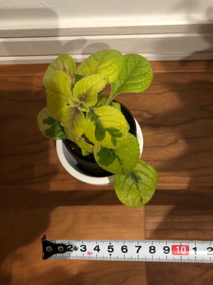 Paypayフリマ 観葉植物 斑入り スウェーデンアイビー 風水 邪気を払う 玄関 Paypayフリマ 観葉植物 斑入り スウェーデンアイビー 風水 邪気を払う 玄関