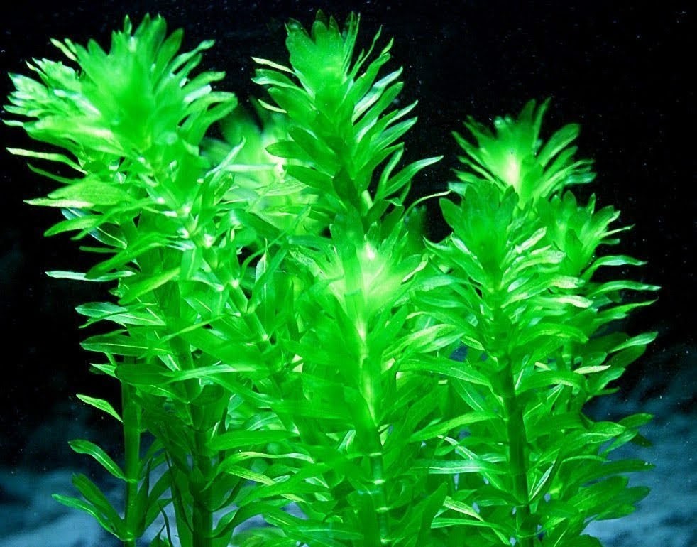 アナカリス オオカナダモ 無農薬 コケリウム エサ用、鑑賞用 100本 アナカリス30本+α
