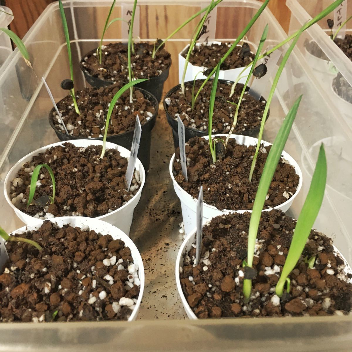 Paypayフリマ 観葉植物 種蒔 挿し木専用 基礎用土ブラック1 5リットル Paypayフリマ 観葉植物 種蒔 挿し木専用 基礎用土ブラック1 5リットル