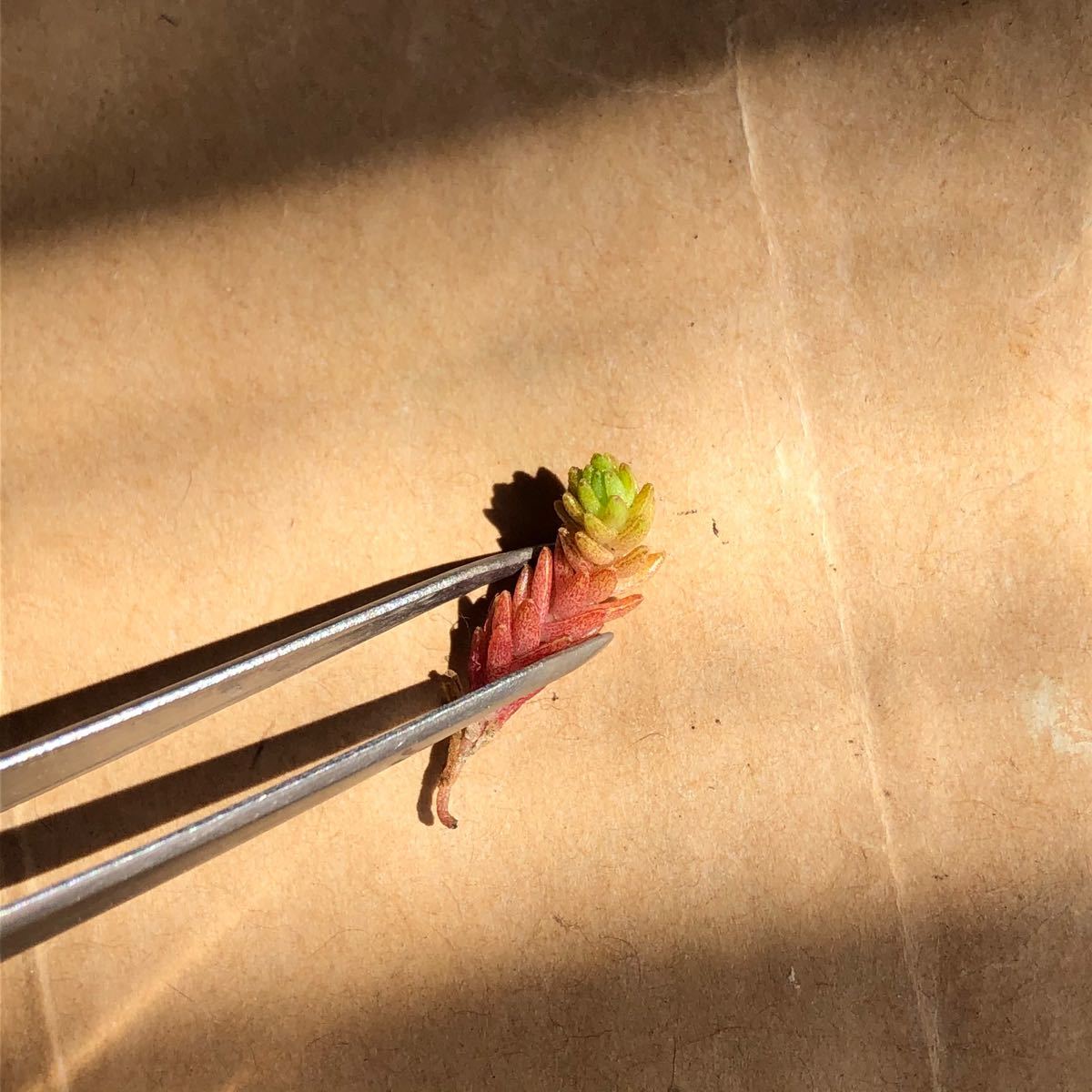 Paypayフリマ 多肉植物 セダム ピンク色 Paypayフリマ 多肉植物 セダム ピンク色