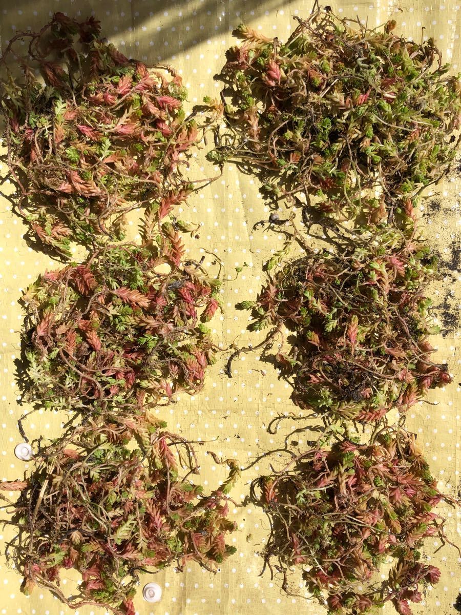 Paypayフリマ 多肉植物 セダム ピンク色 Paypayフリマ 多肉植物 セダム ピンク色