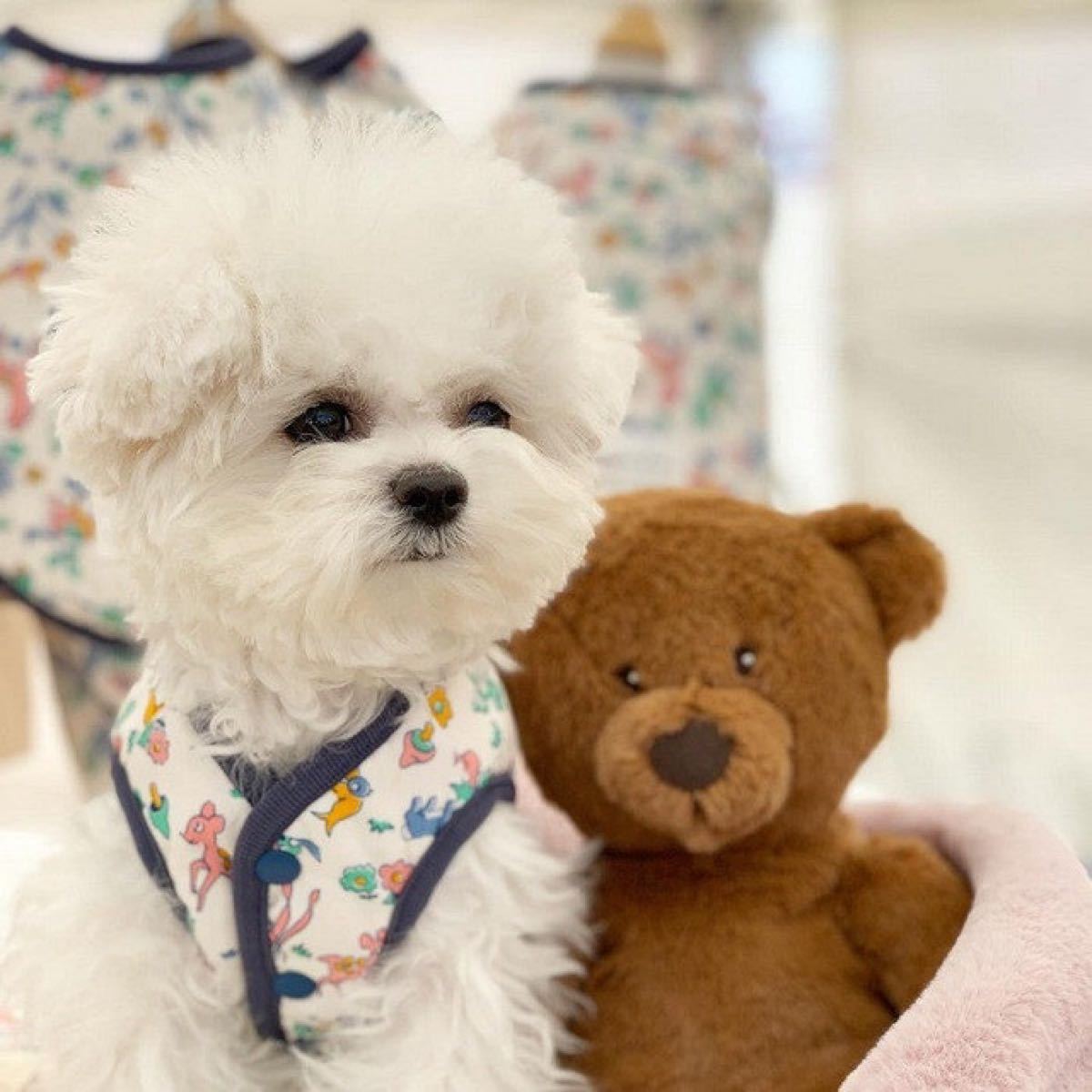 Paypayフリマ 犬服 ワンコ 犬 トイプードル 可愛い ベスト リバーシブル ドッグウェア Paypayフリマ 犬服 ワンコ 犬 トイプードル 可愛い ベスト リバーシブル ドッグウェア