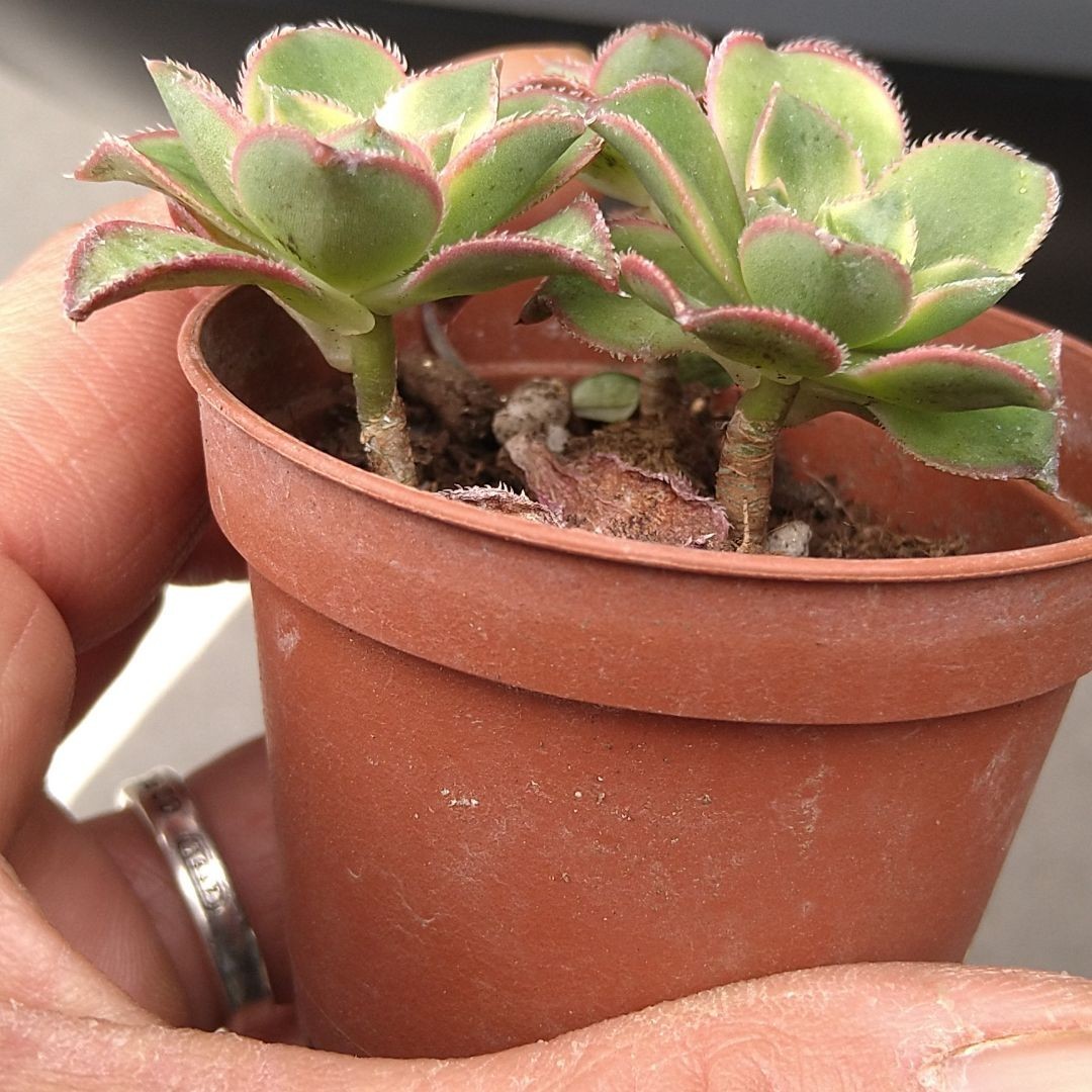 多肉植物アオエニウム夕映え3苗抜き苗|Yahoo!フリマ(旧PayPay 多肉植物アオエニウム夕映え3苗抜き苗|Yahoo!フリマ(旧PayPay