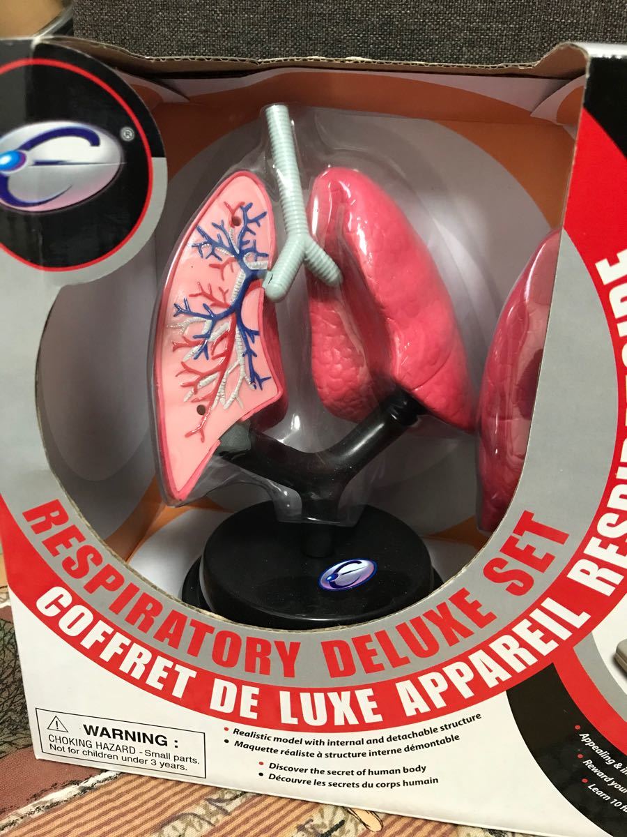 肺　人体模型　おもちゃ