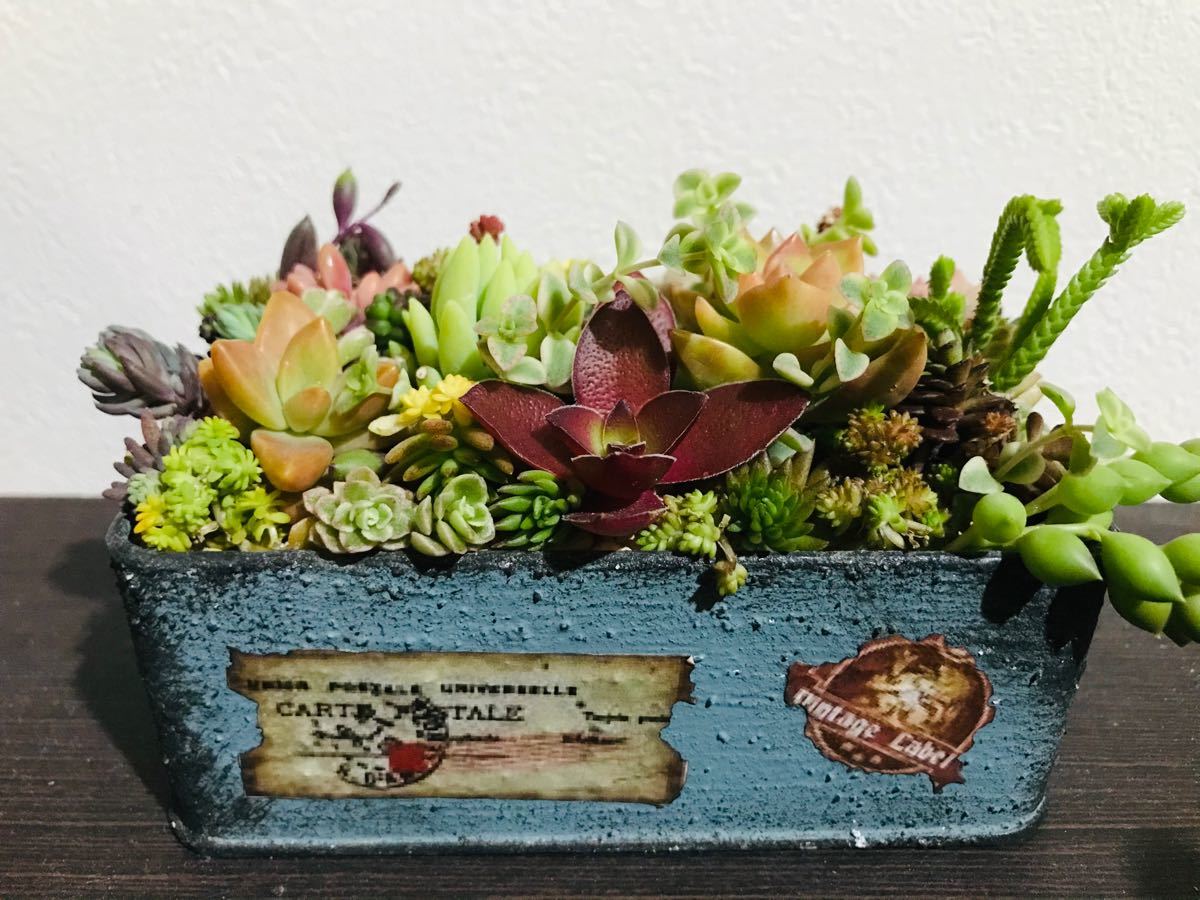 Paypayフリマ 多肉植物寄せ植え カット苗 リメ缶 6種混合土付きのスターターセット プレゼント付き 土なし販売も可能 Paypayフリマ 多肉植物寄せ植え カット苗 リメ缶 6種混合土付きのスターターセット プレゼント付き 土なし販売も可能