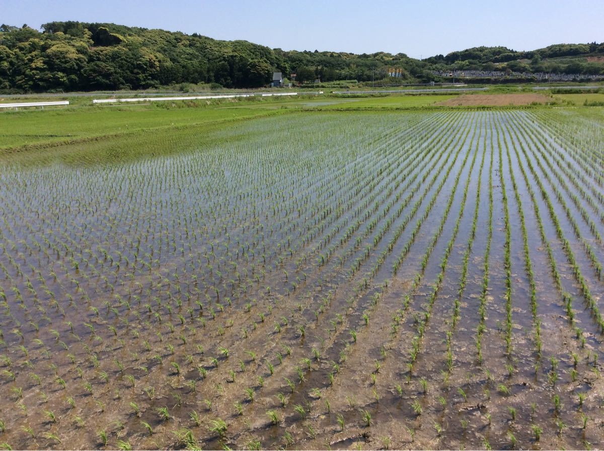 茨城産こしひかり15kg  送料無料です