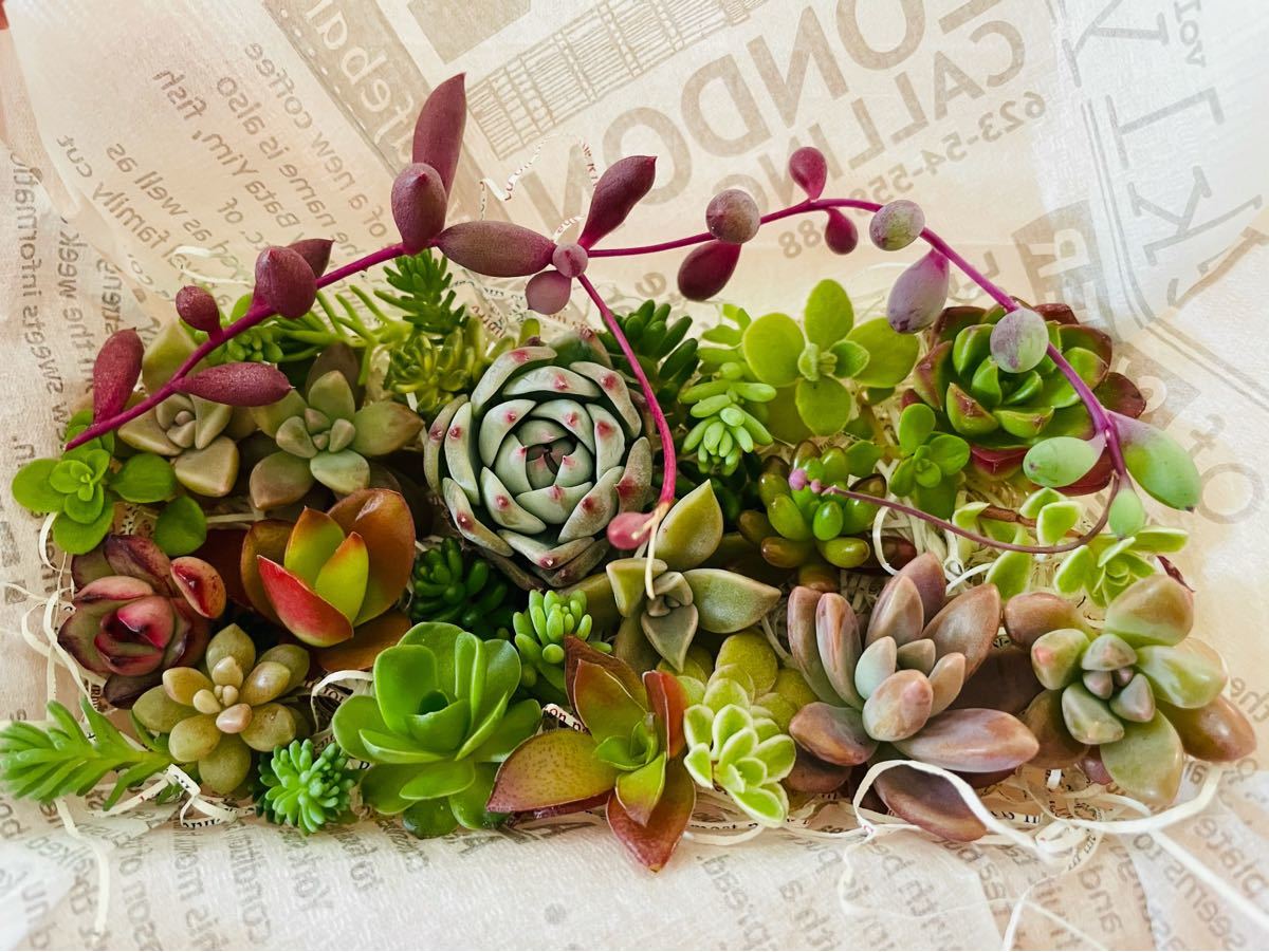 Paypayフリマ 多肉植物をセダム 盛り盛り 寄せ植えセット Paypayフリマ 多肉植物をセダム 盛り盛り 寄せ植えセット