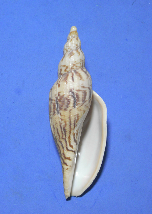 貝の標本 Fulgoraria hamillei 128mm. 台湾_画像2