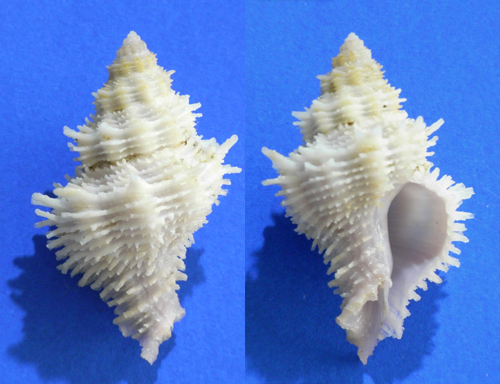 貝の標本 Coralliophila fearnleyi 28mmの画像1