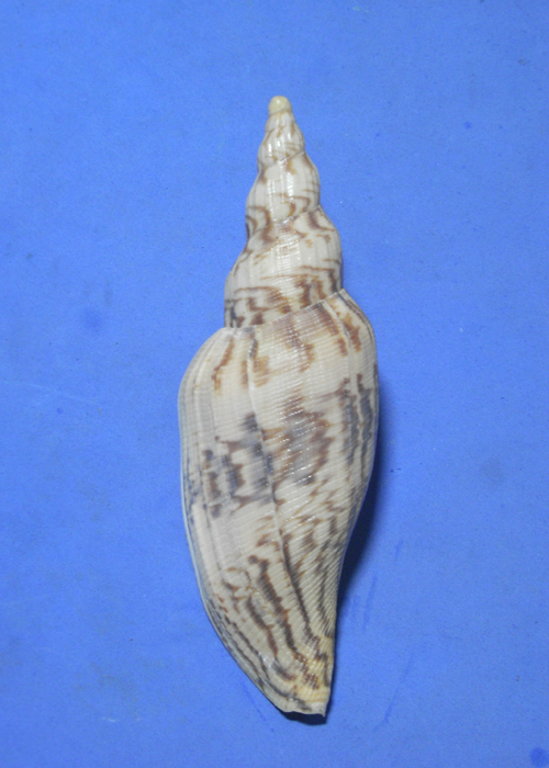 貝の標本 Fulgoraria hamillei 128mm. 台湾_画像1
