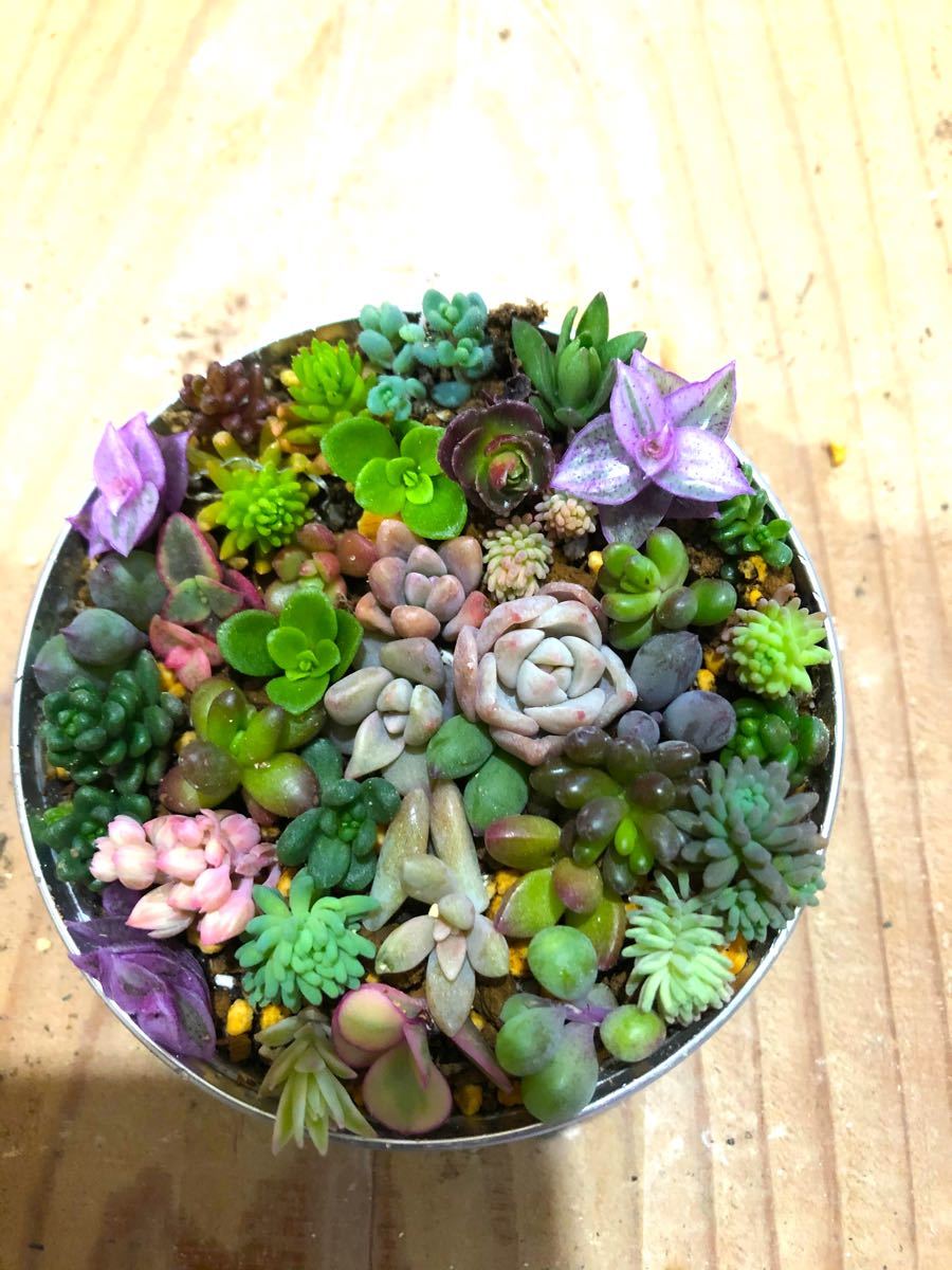 Paypayフリマ ツナ缶リメイク鉢寄せ植え15種入り 底穴空いてますのでこのまま育てられます 多肉用土オルトラン入りです Paypayフリマ ツナ缶リメイク鉢寄せ植え15種入り 底穴空いてますのでこのまま育てられます 多肉用土オルトラン入りです