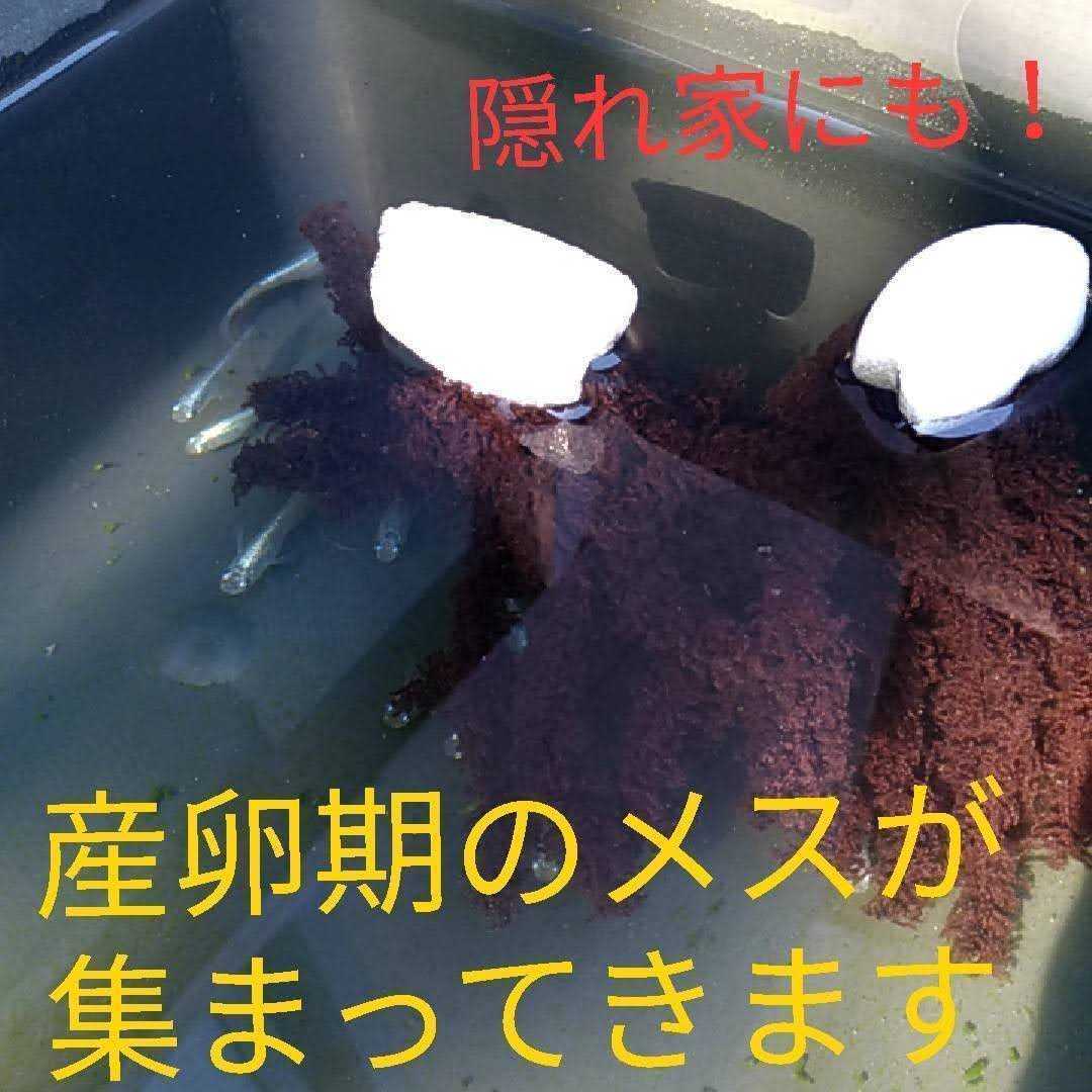 激安直営店 新商品 メダカ産卵床10㎝ 産助 さんすけ 3号3 ※組立不要