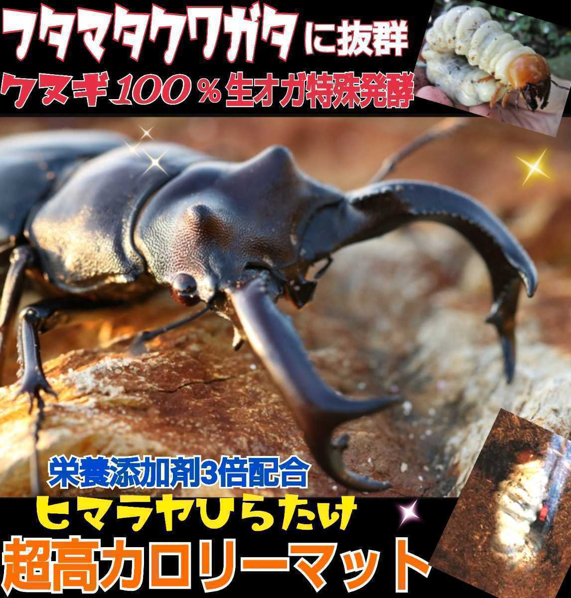 国産オオクワガタに抜群！超高カロリーマット☆生オガを特殊発酵！共生バクテリア・特殊アミノ酸など栄養添加剤を３倍配合☆クヌギ１００％_画像10