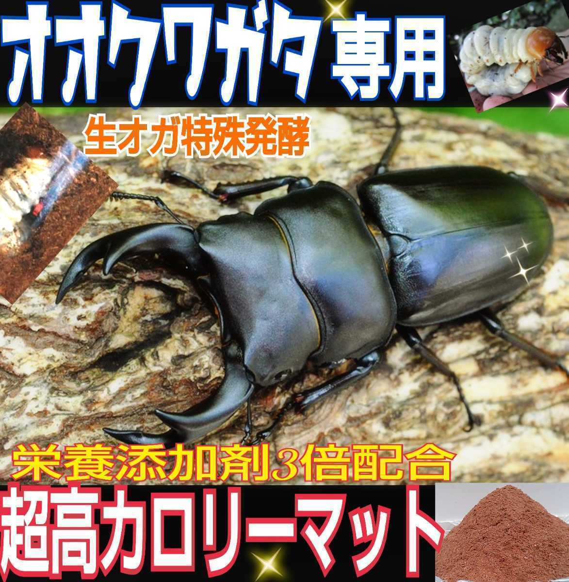 フタマタクワガタが巨大化！超高カロリーマット 生オガを特殊発酵！共生バクテリア、特殊アミノ酸など栄養添加剤３倍配合！抜群の栄養価！の画像10