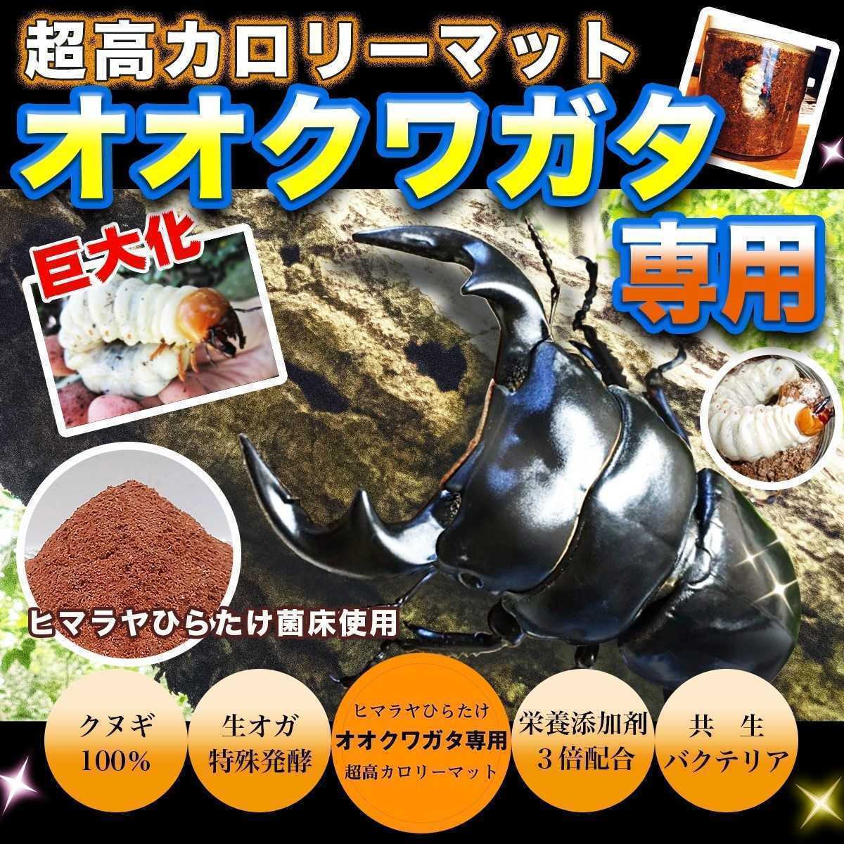  oo stag beetle exclusive use * super height calorie mat * raw oga. special departure .! symbiosis bacteria * special amino acid etc. nutrition addition agent .3 times combination * sawtooth oak, 100% feedstocks!