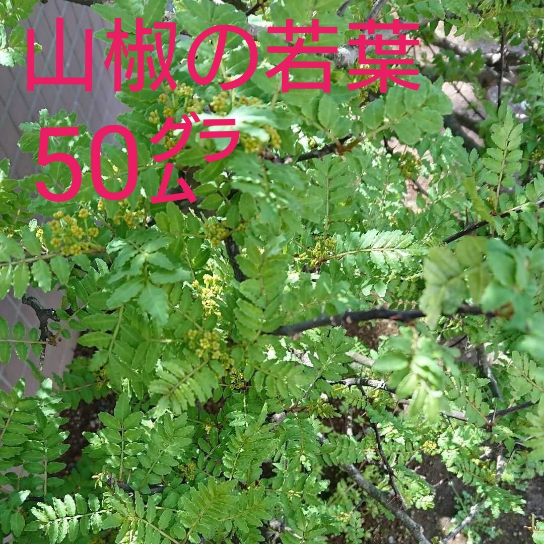 Paypayフリマ 無農薬 山椒の葉 木の芽 山椒の新芽 50 Paypayフリマ 無農薬 山椒の葉 木の芽 山椒の新芽 50