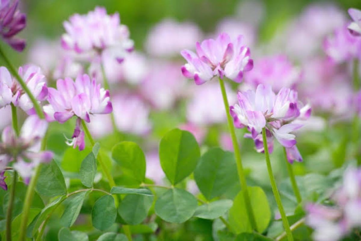 Paypayフリマ 最安値 レンゲ草 れんげ草 蓮華草 種たっぷり50g 5000粒 Paypayフリマ 最安値 レンゲ草 れんげ草 蓮華草 種たっぷり50g 5000粒