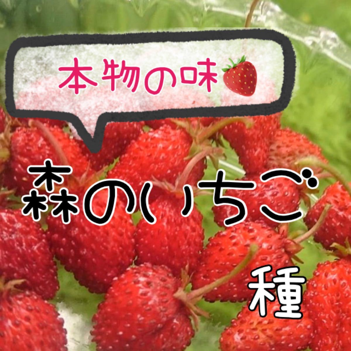 Paypayフリマ 粒 レア品種 森のいちご フレーズデボア 野菜 ハーブ 果実 種 Paypayフリマ 粒 レア品種 森のいちご フレーズデボア 野菜 ハーブ 果実 種