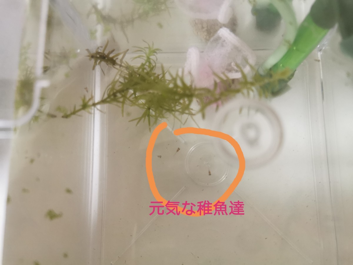 Paypayフリマ ゾウリムシ 0ml 生き餌 米のとぎ汁培養 めだか 針子 稚魚 ミジンコ 餌 Paypayフリマ ゾウリムシ 0ml 生き餌 米のとぎ汁培養 めだか 針子 稚魚 ミジンコ 餌