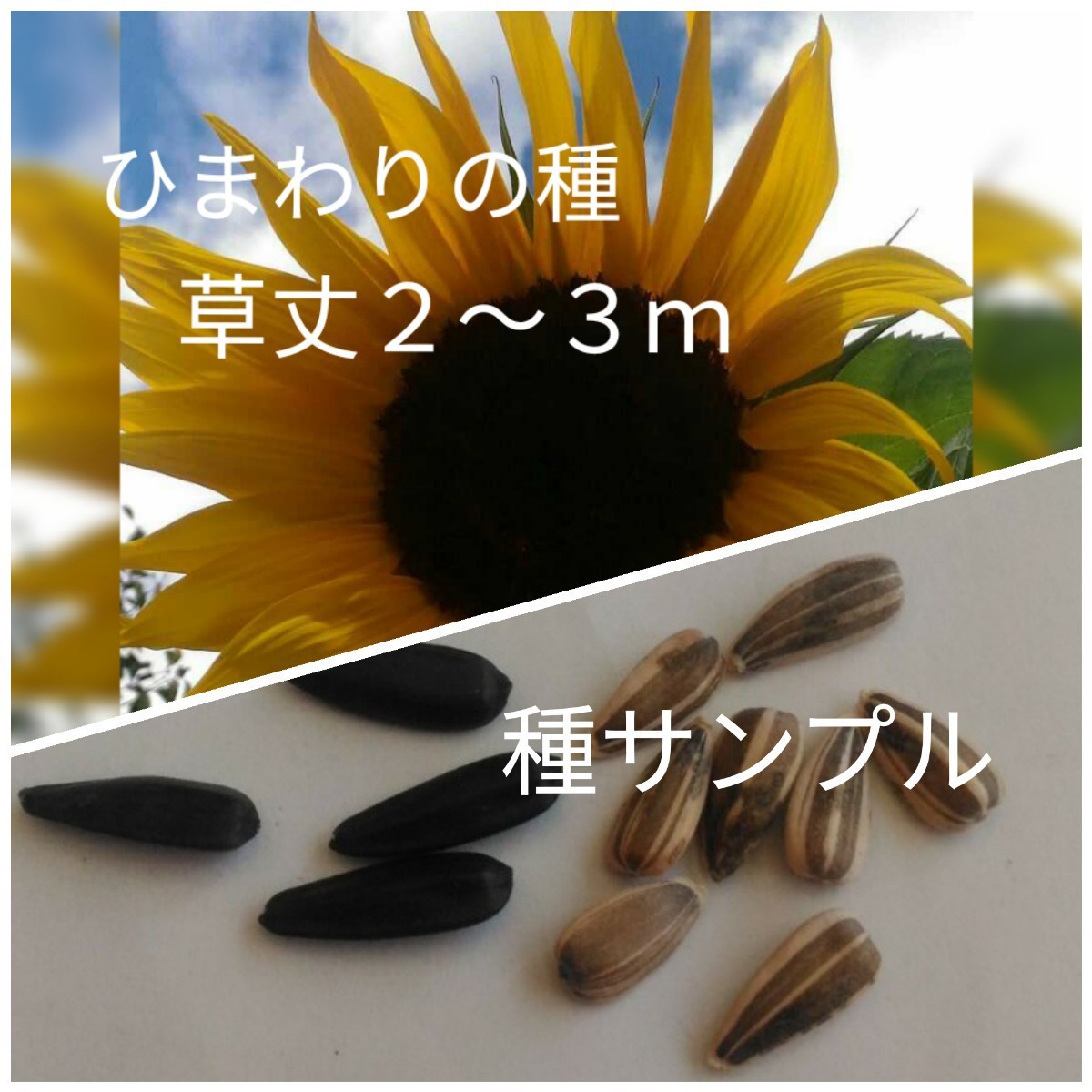 Paypayフリマ ひまわりの種 3種類少量セット プロカットプラム ムーランルージュ 大ひまわり ピンク系 赤黒系 黄色 花の種 Paypayフリマ ひまわりの種 3種類少量セット プロカットプラム ムーランルージュ 大ひまわり ピンク系 赤黒系 黄色 花の種