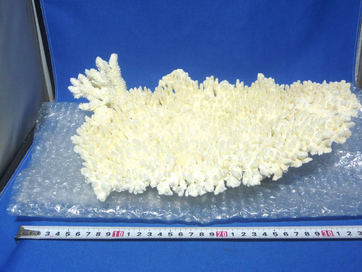 ヤフオク 大きなサイズ テーブルサンゴ 水族館レイアウト ヤフオク 大きなサイズ テーブルサンゴ 水族館レイアウト