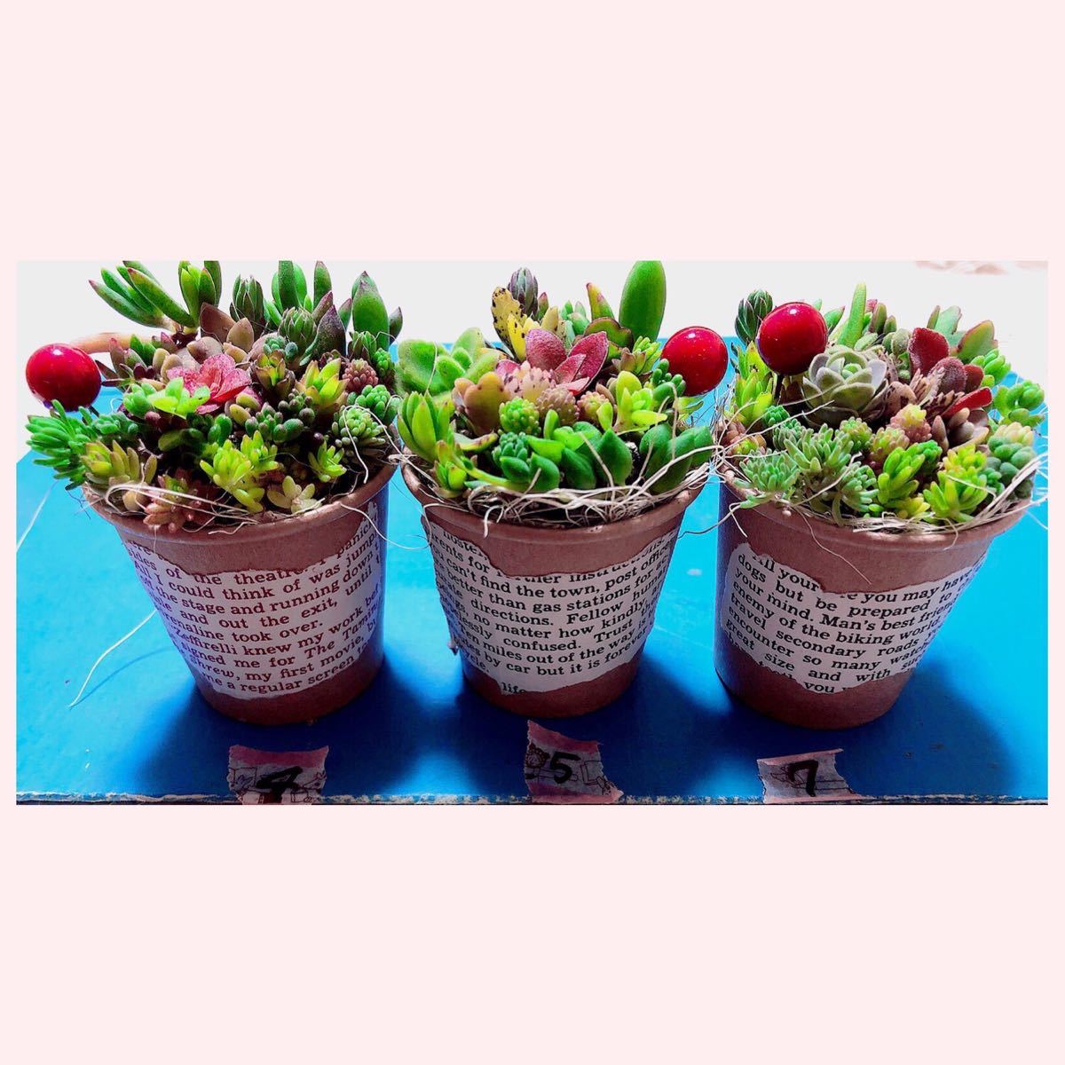 Paypayフリマ そのまま飾れます 多肉植物 寄せ植え 5つセット カット苗育て方メモつき Paypayフリマ そのまま飾れます 多肉植物 寄せ植え 5つセット カット苗育て方メモつき