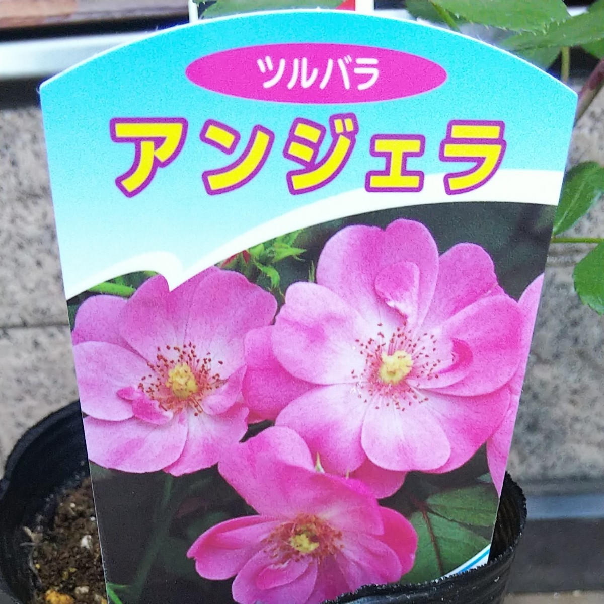 Paypayフリマ つるバラ アンジェラ 接木新苗 強健 バラ苗 薔薇 苗 Paypayフリマ つるバラ アンジェラ 接木新苗 強健 バラ苗 薔薇 苗