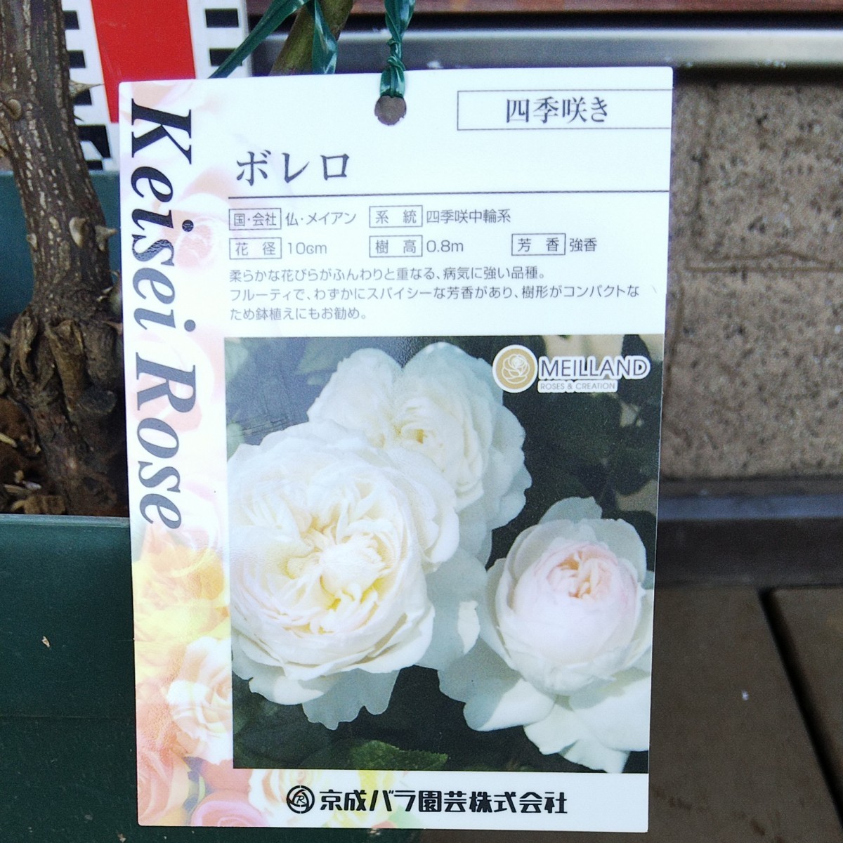 Paypayフリマ バラ苗 ボレロ 接木大苗 強香 強健 6号鉢 薔薇 苗 Paypayフリマ バラ苗 ボレロ 接木大苗 強香 強健 6号鉢 薔薇 苗