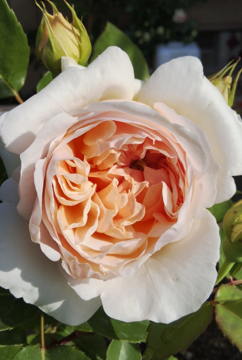 Paypayフリマ バラ苗 Er エブリン アブラハムダービー 強健 薔薇 苗 Paypayフリマ バラ苗 Er エブリン アブラハムダービー 強健 薔薇 苗