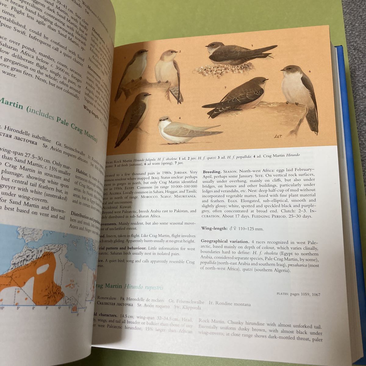 ◎野鳥の英語本　The Birds of the Western Palearctic: Concise Edition 2冊組み_画像9