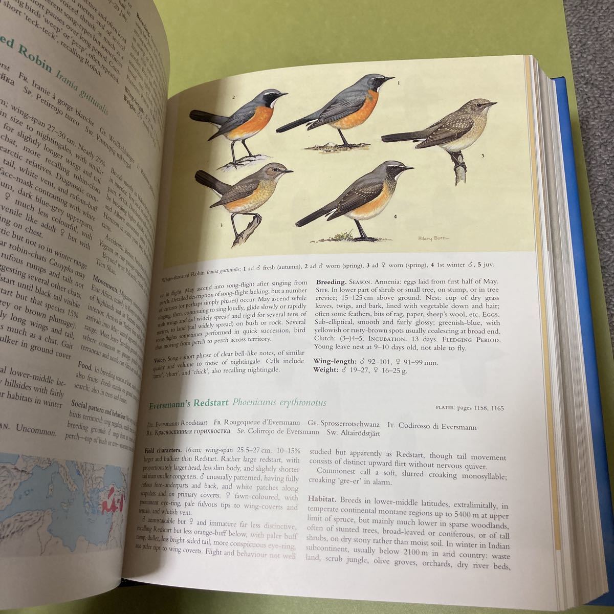 ◎野鳥の英語本　The Birds of the Western Palearctic: Concise Edition 2冊組み_画像6