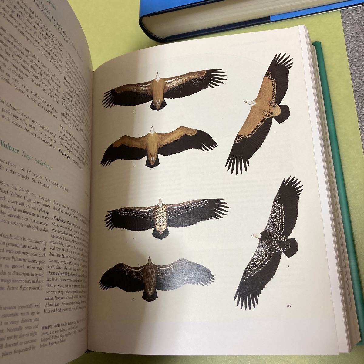 ◎野鳥の英語本　The Birds of the Western Palearctic: Concise Edition 2冊組み_画像10