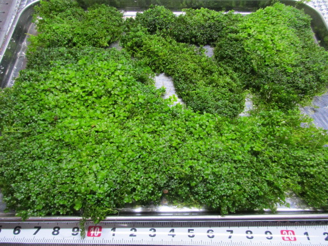 パールグラス大量の値段と価格推移は 21件の売買情報を集計したパールグラス大量の価格や価値の推移データを公開 パールグラス大量の値段と価格推移は 21件の売買情報を集計したパールグラス大量の価格や価値の推移データを公開