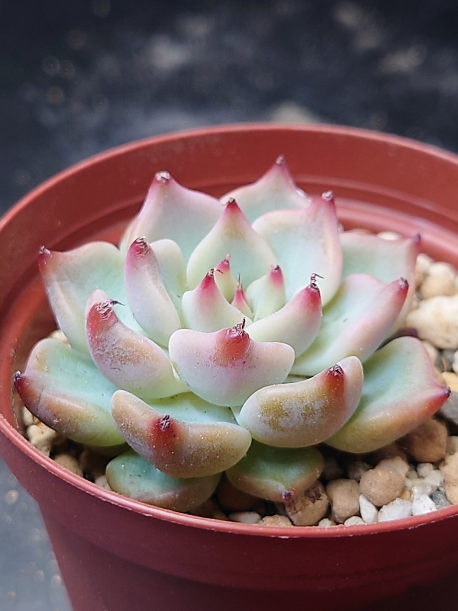 多肉植物 韓国苗 桜エンディング|Yahoo!フリマ(旧PayPayフリマ) 多肉植物 韓国苗 桜エンディング|Yahoo!フリマ(旧PayPayフリマ)