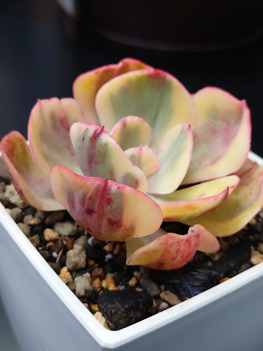 人気満点 多肉植物 韓国苗 あめ@様 davincicapital.com.mx