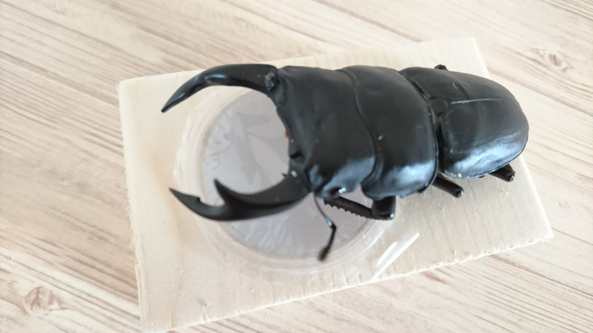 Paypayフリマ エサ皿24個 17g18gワイド 30g兼用 クワガタ カブト Paypayフリマ エサ皿24個 17g18gワイド 30g兼用 クワガタ カブト