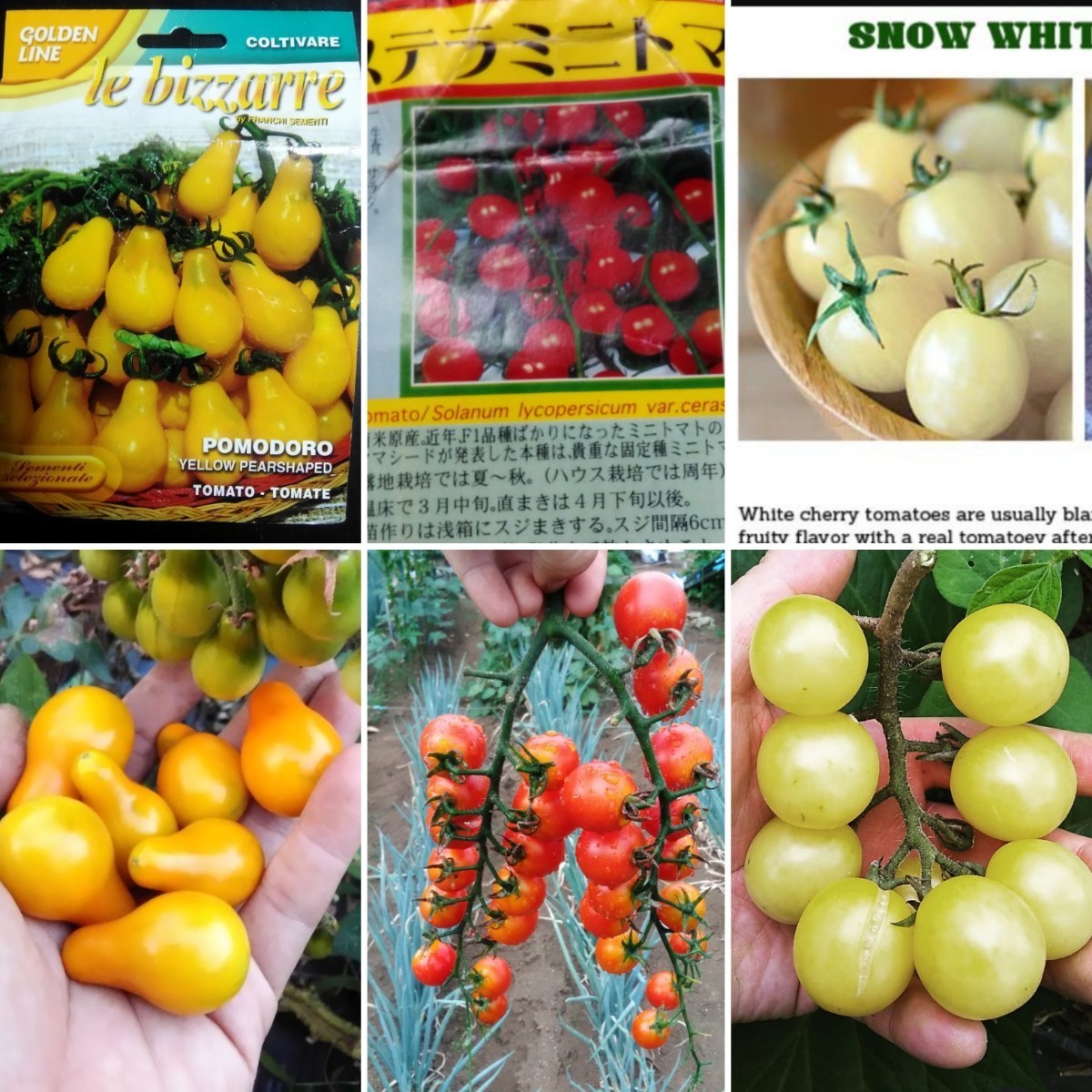Paypayフリマ ベランダ菜園に最適 カラフルなミニトマトの種 赤白黄色 10粒ずつ Paypayフリマ ベランダ菜園に最適 カラフルなミニトマトの種 赤白黄色 10粒ずつ