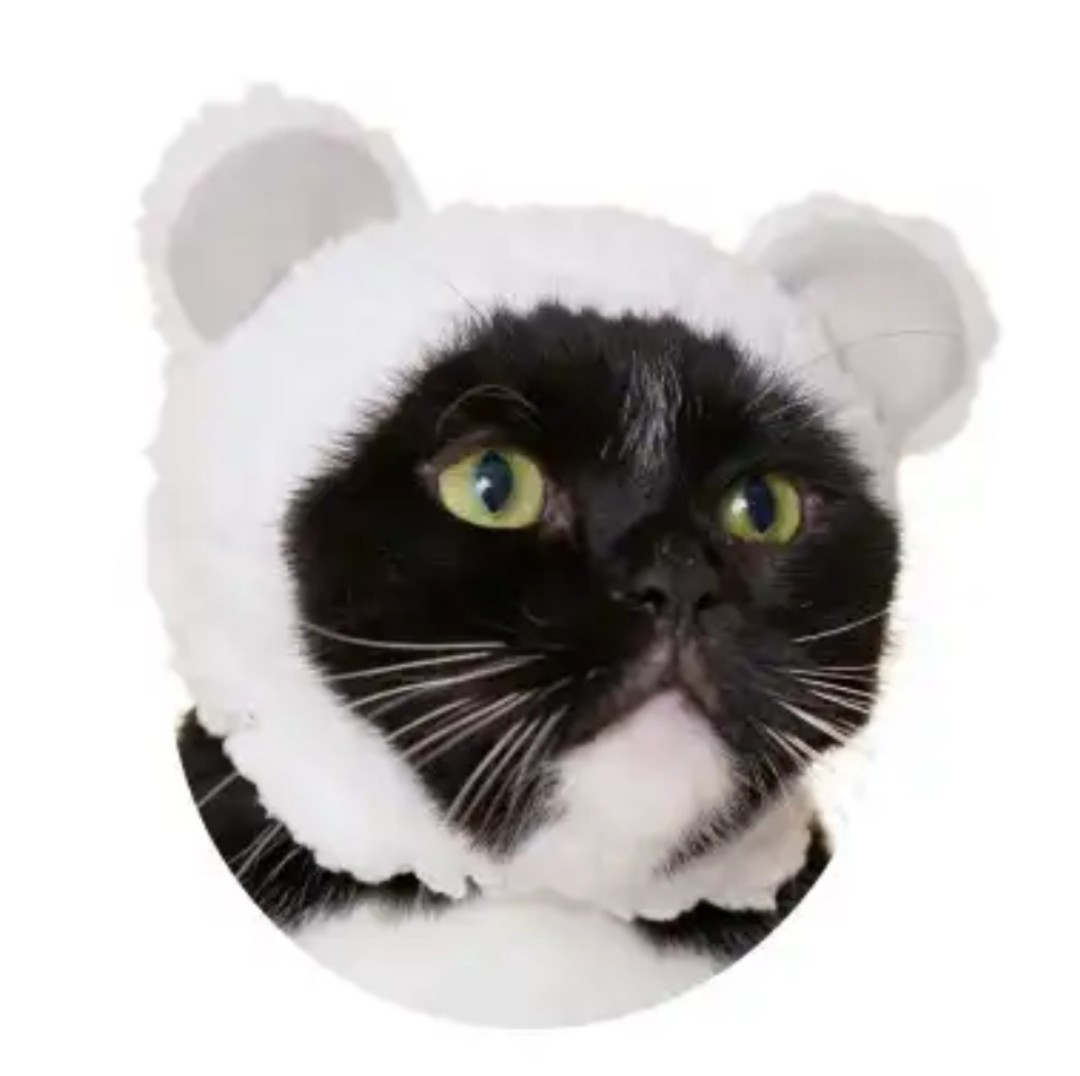 かわいいかわいいねこくまちゃん 全6種類 新品 猫の帽子 ブライス 小型犬 ぬいぐるみ 人形 コスチューム 衣裳