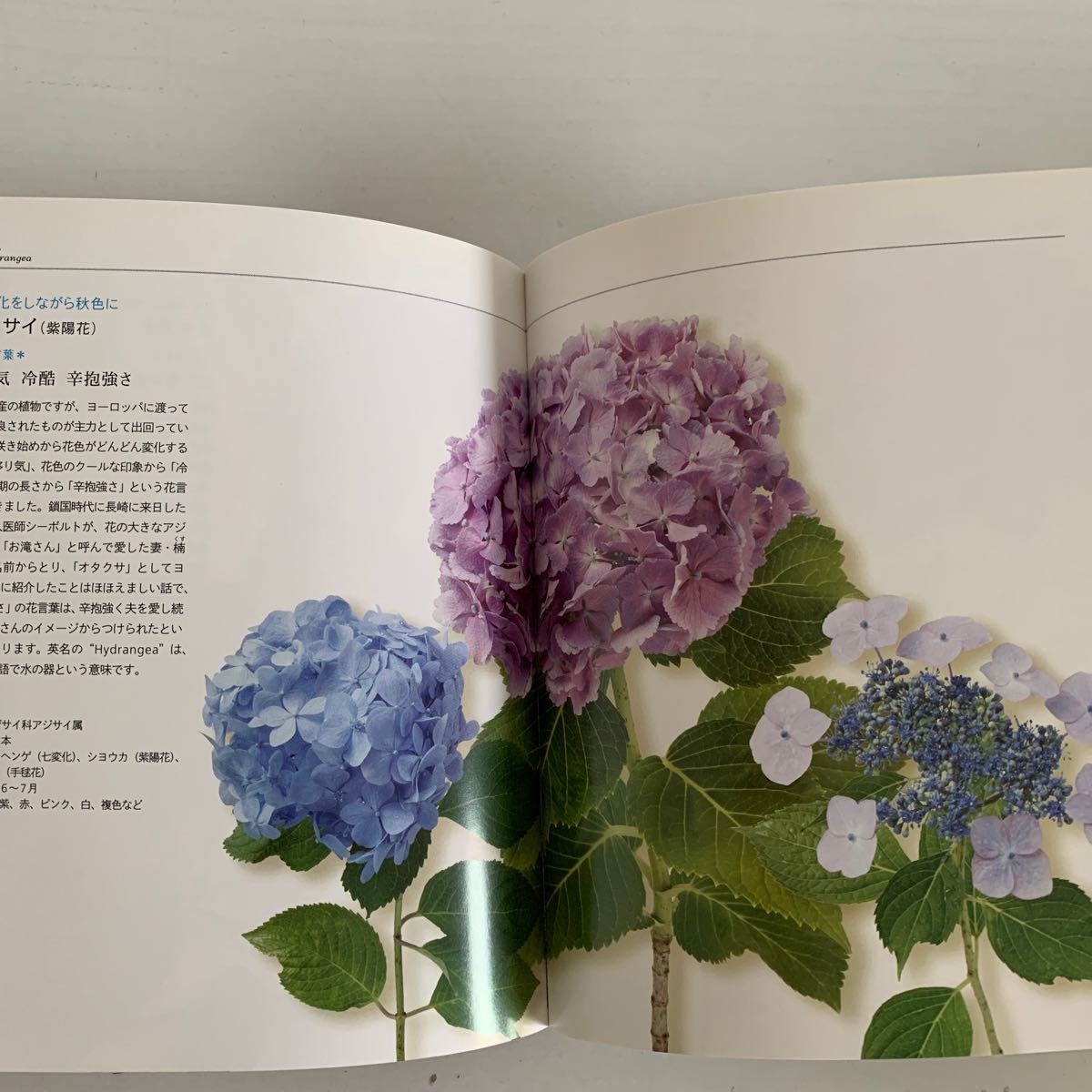 Paypayフリマ 美しい花言葉花図鑑 彩りと物語を楽しむ 二宮孝嗣 Paypayフリマ 美しい花言葉花図鑑 彩りと物語を楽しむ 二宮孝嗣