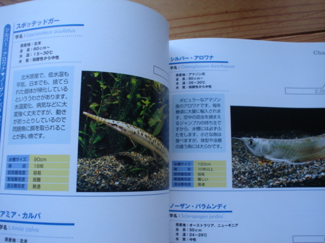 *. популярный тропическая рыба * водоросли иллюстрированная книга . рисовое поле правильный . Nitto документ . обложка .. иметь 