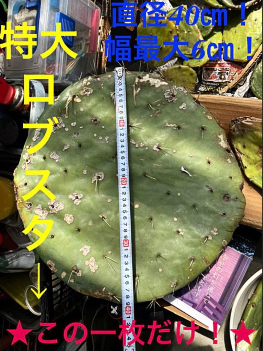 特大直径40㎝ウチワサボテンロブスター※一枚限り】-