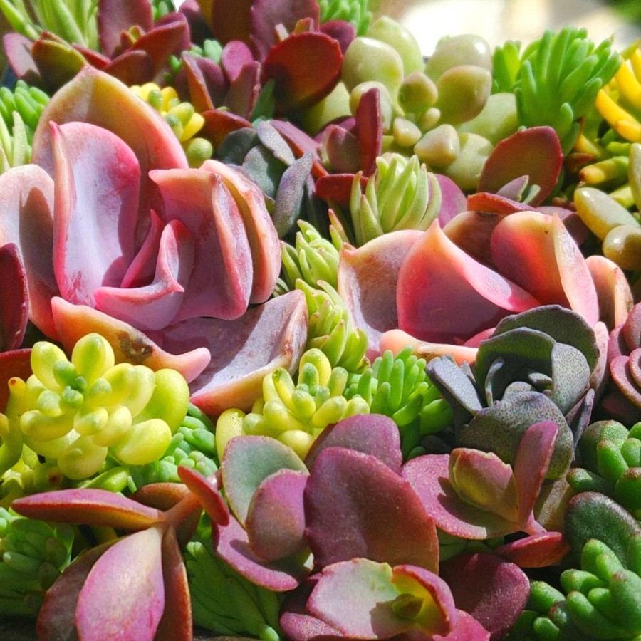 Paypayフリマ 紅葉多肉植物 ピンク系多め 寄せ植え用カット苗アソート Paypayフリマ 紅葉多肉植物 ピンク系多め 寄せ植え用カット苗アソート