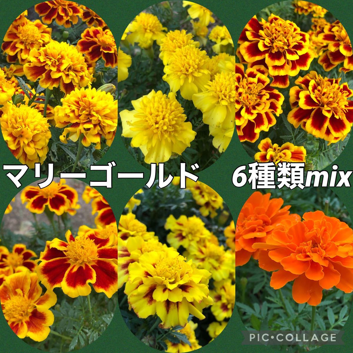 Paypayフリマ マリーゴールド 6種類ミックス 花の種