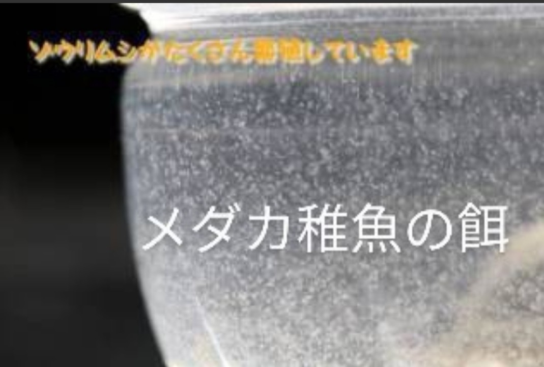 Paypayフリマ メダカのエサ 針子 稚魚 ゾウリムシ 1500ミリリットル Paypayフリマ メダカのエサ 針子 稚魚 ゾウリムシ 1500ミリリットル