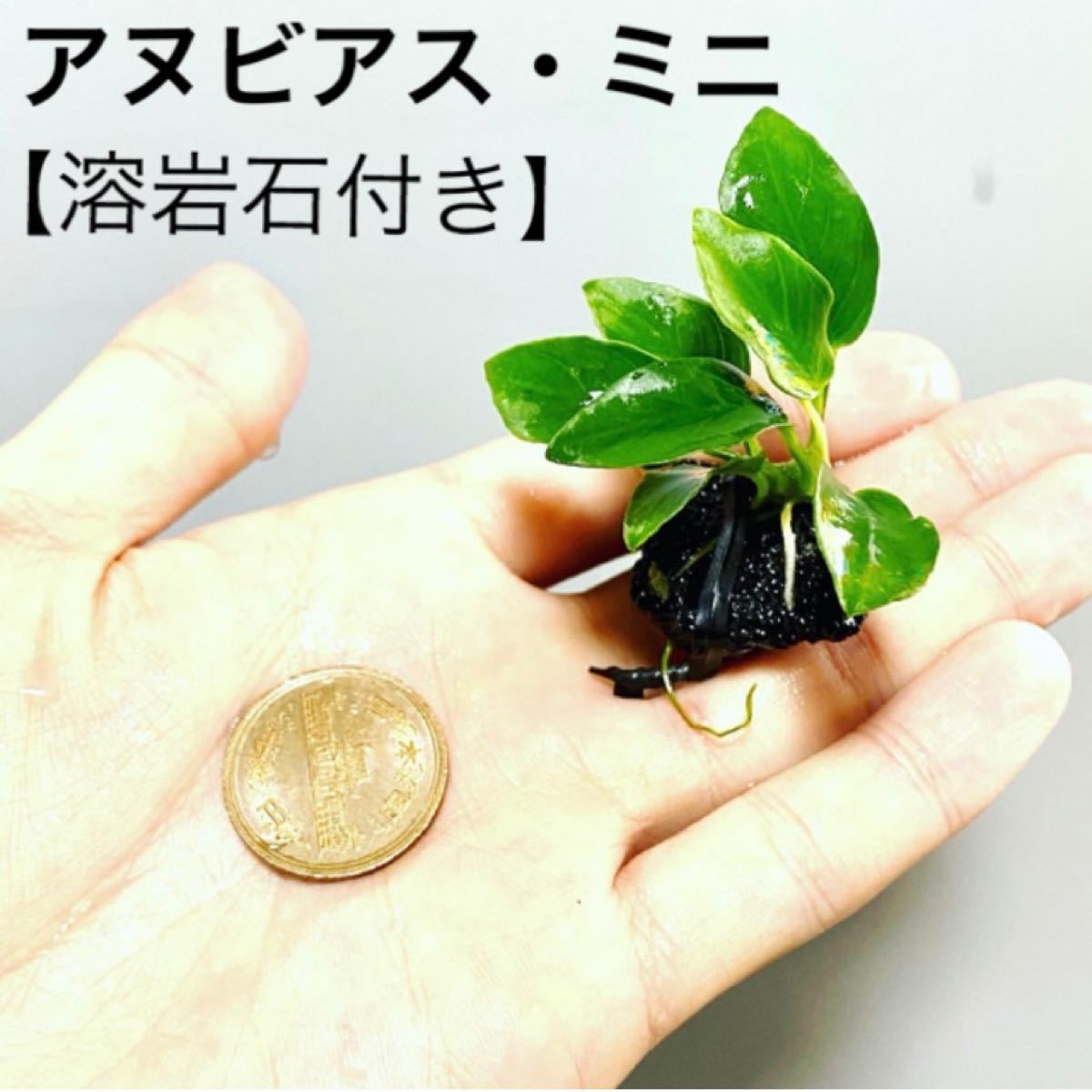 Paypayフリマ アヌビアス ミニ溶岩石 1 アクアリウム 水草セット 植物 レイアウト Paypayフリマ アヌビアス ミニ溶岩石 1 アクアリウム 水草セット 植物 レイアウト
