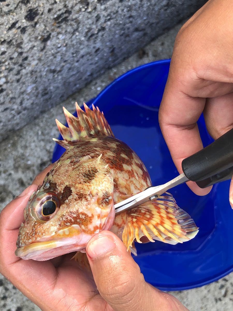 Paypayフリマ フィッシングシザース 血抜き 脳天締め 締め具 活魚 Paypayフリマ フィッシングシザース 血抜き 脳天締め 締め具 活魚