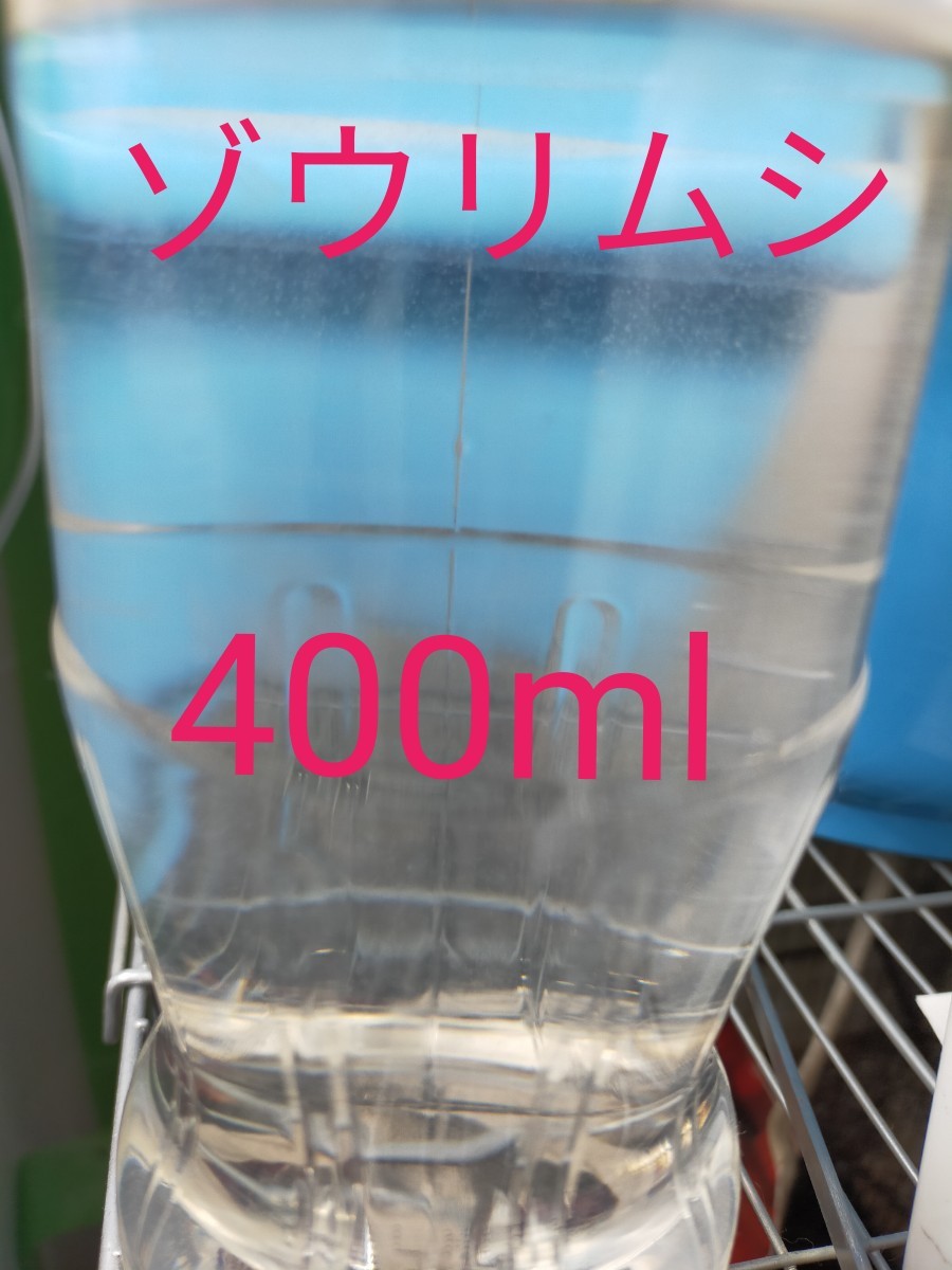 Paypayフリマ ゾウリムシ 種水 メダカ 針子 稚魚 餌 Paypayフリマ ゾウリムシ 種水 メダカ 針子 稚魚 餌
