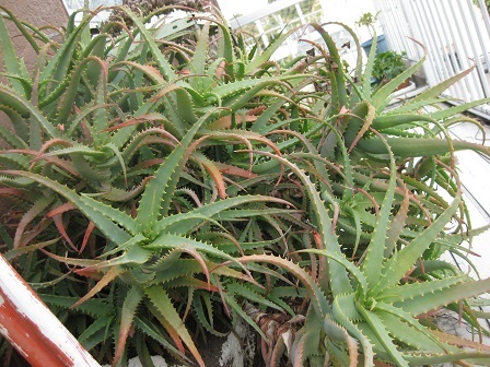 ヤフオク 値下げ 多肉植物 サボテン キダチアロエ 1枝ワン ヤフオク 値下げ 多肉植物 サボテン キダチアロエ 1枝ワン
